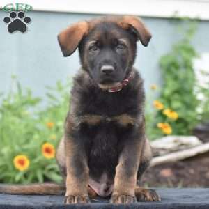 Mack, German Shepherd Puppy
